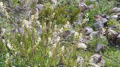 Caulanthus lasiophyllus