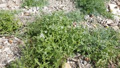 Cryptantha barbigera fergusoniae