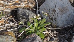 Tomostima cuneifolia