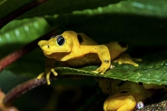 Atelopus zeteki
