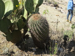 Ferocactus recurvus recurvus