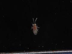 Anagyrini