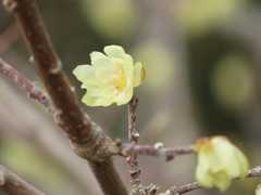 Chimonanthus praecox