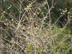 Chimonanthus praecox