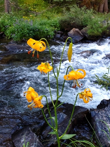 Image of Lilium kelleyanum by (c) Jonathan Curley, some rights reserved (CC BY)