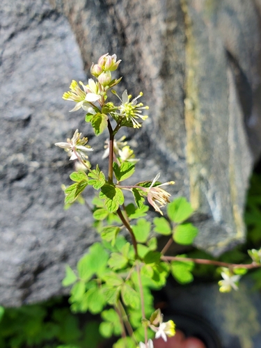 Image of Thalictrum sparsiflorum by (c) Jonathan Curley, some rights reserved (CC BY)