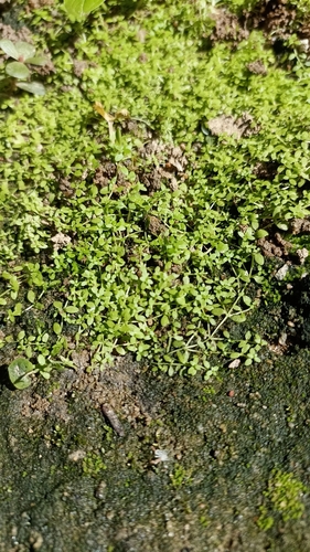 broad-fruited water-starwort (Callitriche deflexa)