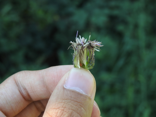 Jaapiella cirsiicola