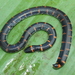 Cylindrophis ruffus - Photo (c) moen, alguns direitos reservados (CC BY-NC), uploaded by moen