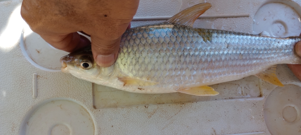 Reinhardt's leporinus (Leporinus reinhardti) — Anostomidae