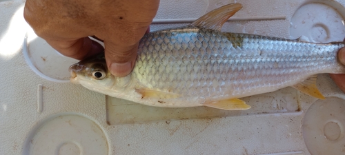 Reinhardt's leporinus (Leporinus reinhardti) — Anostomidae