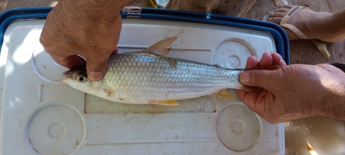Reinhardt's leporinus (Leporinus reinhardti) — Anostomidae — 2