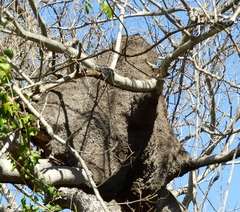 Nasutitermes corniger