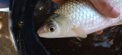 Reinhardt's leporinus (Leporinus reinhardti) — Anostomidae — 3