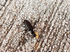 Statira
