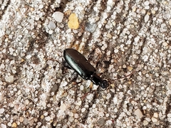Statira
