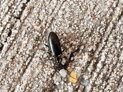 Statira