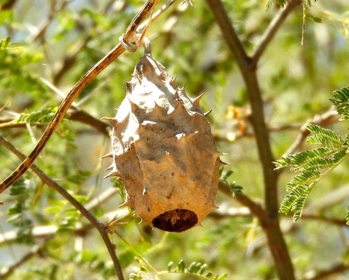 Luffa operculata, photograph 6