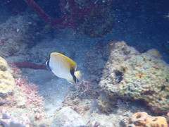 Chaetodon sedentarius