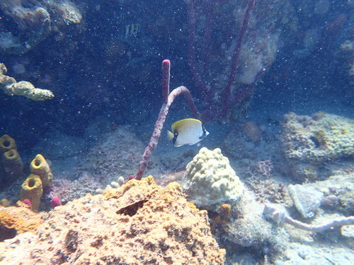 Photo of Reef butterflyfish (Chaetodon sedentarius)