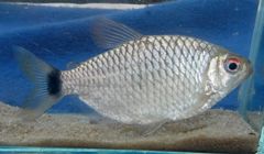 Moenkhausia oligolepis