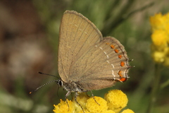 Satyrium esculi