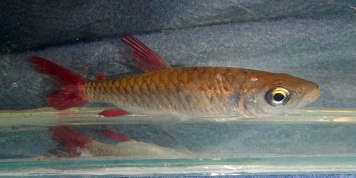 Pink-tailed Chalceus