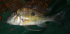 Geophagus brachybranchus