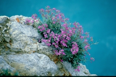 Matthiola