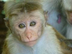 Macaca sinica