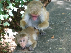Macaca sinica