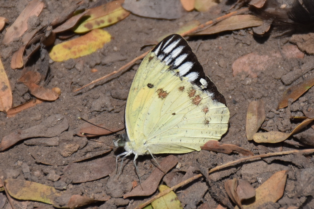 Ixias reinwardtii from Komodo National Park, Flores archipelago