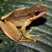 Southeast Asian White-lipped Frogs - Photo (c) moen, some rights reserved (CC BY-NC), uploaded by moen