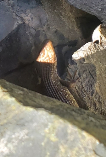 iNaturalist observation photo of Northern Alligator Lizard