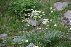 Heracleum freynianum