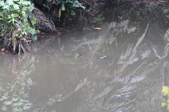 Caiman crocodilus fuscus