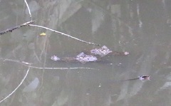 Caiman crocodilus fuscus