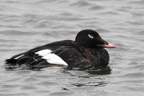 White-winged Scoter, photo 2 of 9