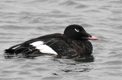 White-Winged Scoter photo 1