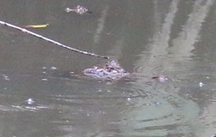 Caiman crocodilus fuscus