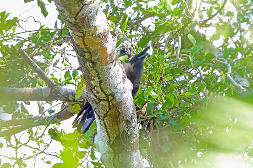 Brown-headed Crow (Corvus fuscicapillus), photo 10
