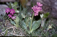 Primula latifolia