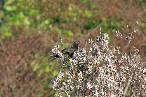 Black-billed Coucal (Centropus bernsteini), photo 10