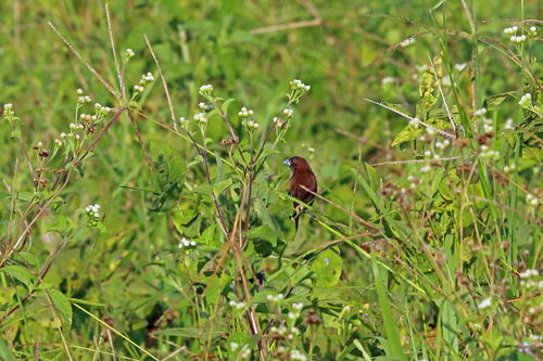 Mayrimunia tristissima