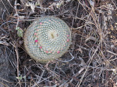 Mammillaria flavicentra
