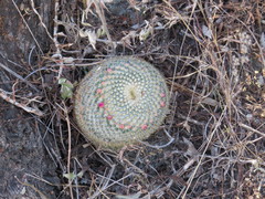 Mammillaria flavicentra