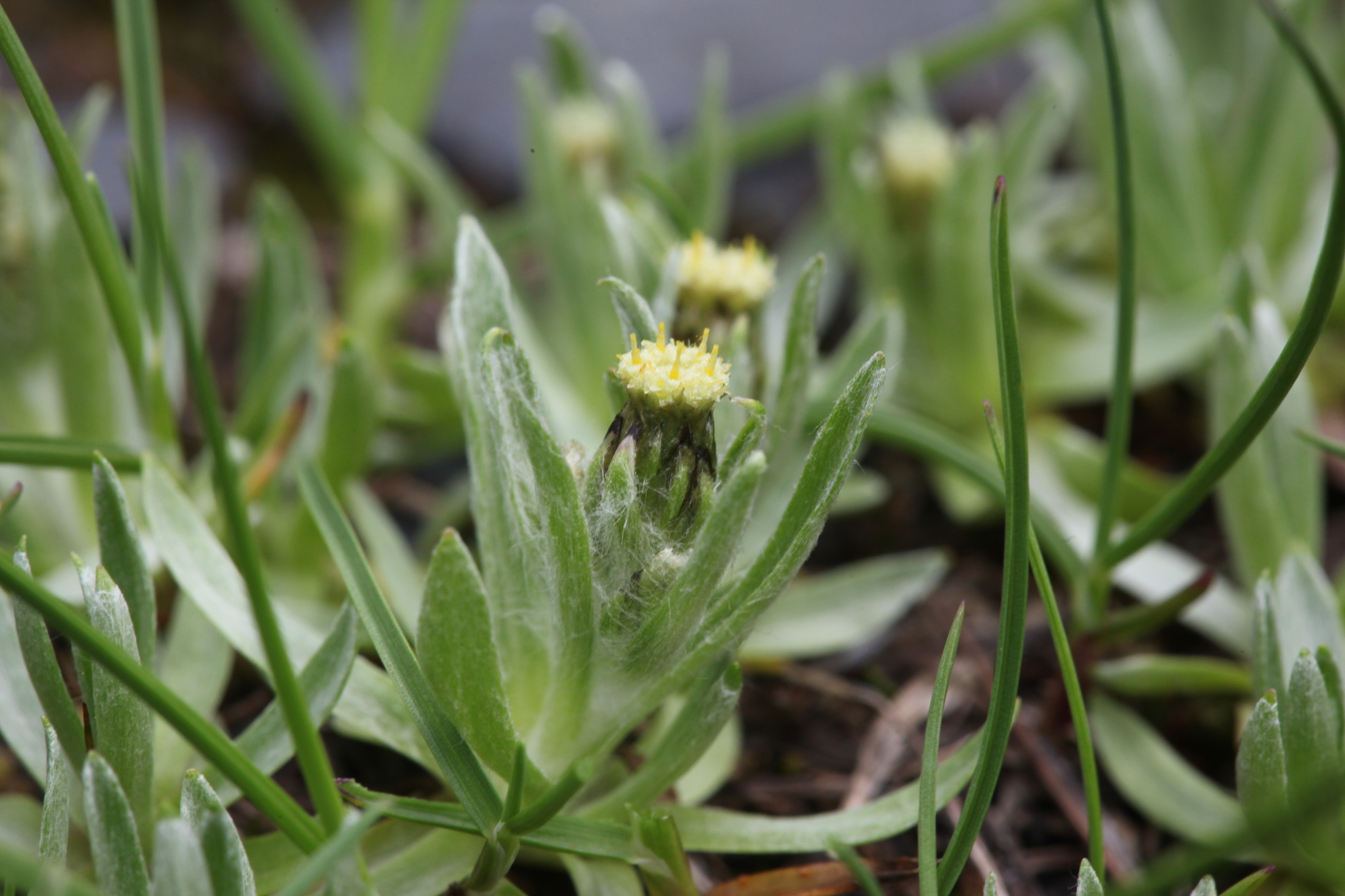 Omalotheca supina