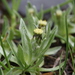 Omalotheca supina - Photo (c) ed_shaw, algunos derechos reservados (CC BY-NC)