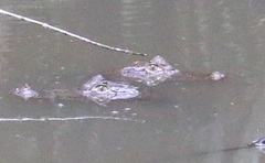 Caiman crocodilus fuscus