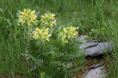 Pedicularis condensata